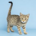 Lunes the kitten looks happy and healthy now, but a few months ago, he was in a sticky situation. (Arizona Humane Society Photo)