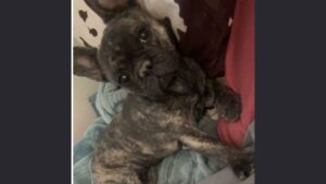 Arizona police locate stolen French bulldog with license plate recognition technology