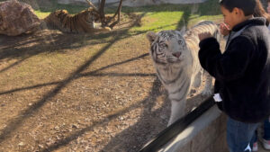 New tiger exhibit debuts at Wildlife World Zoo