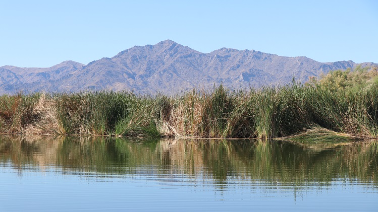 The city of Phoenix and Rio Reimagined have teamed for a Salt River clean-up event in Tolleson on S...