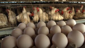 Arizona Gov. Katie Hobbs delays state mandate for cage-free eggs until 2034