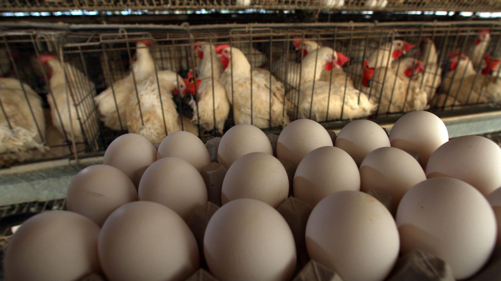 Arizona Gov. Katie Hobbs is delaying a rule mandating cage-free eggs in the state in an effort to a...