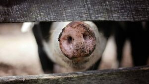 Arizona man arrested for allegedly using machete on a pig