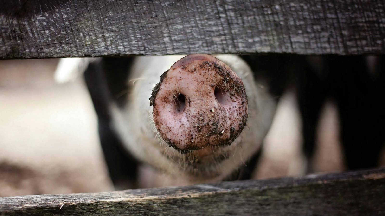 A pig was euthanized after an Arizona man allegedly hacked it with a machete, authorities said....