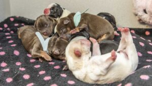 Arizona Humane Society takes in 7 puppies abandoned in plastic bin