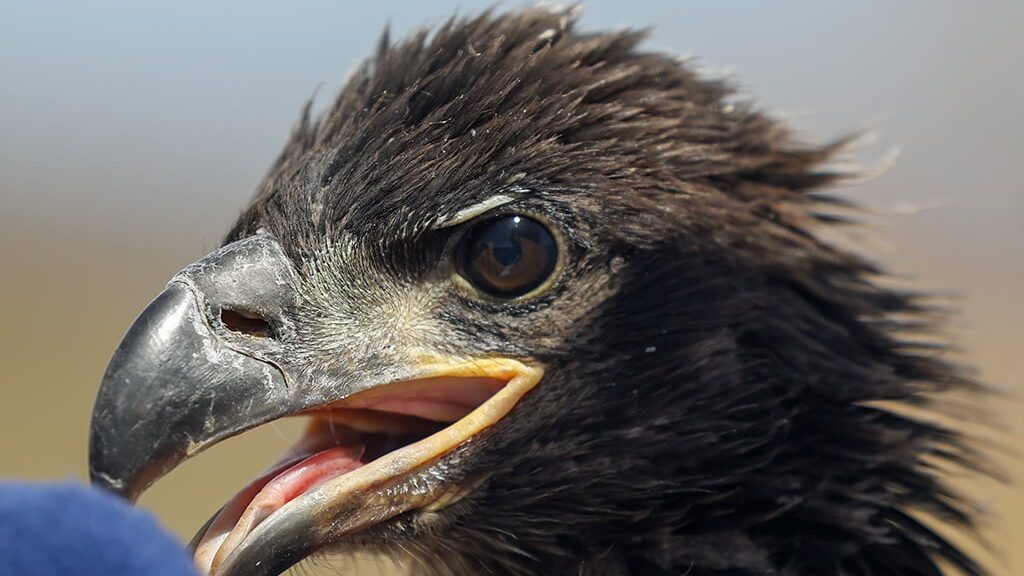 The Arizona Game and Fish Department and the Southwestern Bald Eagle Management Committee teamed up...
