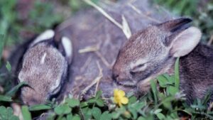 Arizona wildlife officials say to leave baby animals alone in nature