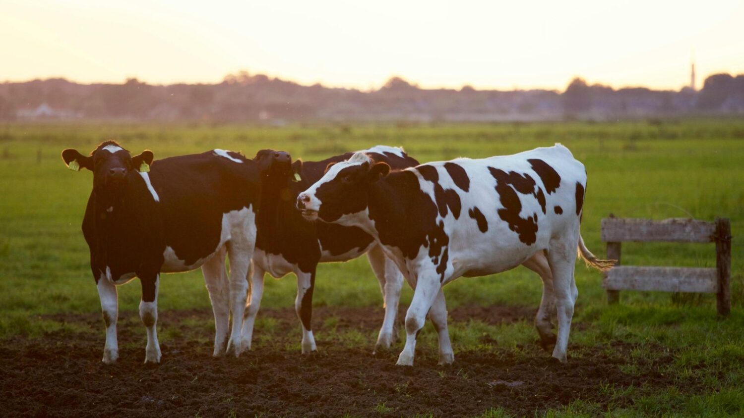 small cattle herd...