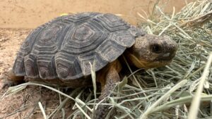 Arizona wildlife agency seeking homes for desert tortoises