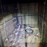 This image depicts one of the kennels the animals were allegedly confined in for weeks. (MCSO Photo)