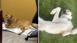 Valley shelter waiving adoption fees for most adult dogs
