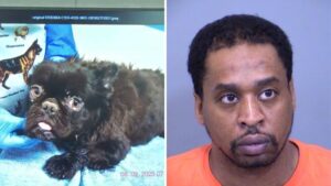Backyard breeder arrested after abandoning 18 dogs for weeks without food or water, MCSO says