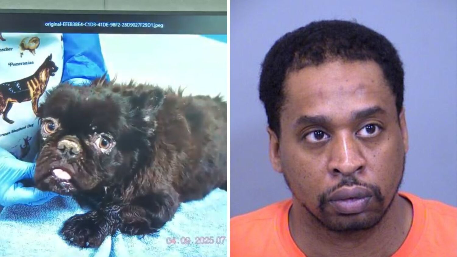MCSO: Animal abuse case in Gila Bend involved over 12 dogs...