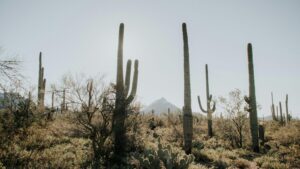 Phoenix ties daily heat record, nearly hits triple-digits for 3rd straight day in April