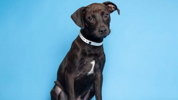 As the Arizona Humane Society is currently seeing 400 to 500 pet surrender applications per month, the animal shelter wants you to know how you can get help. (Facebook Photo/Arizona Humane Society)