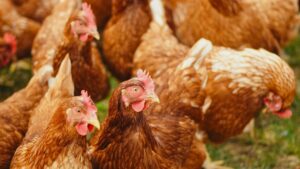 Hickman’s Family Farms loses 3 million egg-laying chickens to bird flu