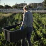 Outside of Phoenix in suburban Gilbert, one farming family decided over 10 years ago to get ahead of development and urban sprawl by developing their way.