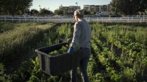 Gilbert's Agritopia at center of new agricultural growth in the US