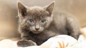 Kitten recovering at Arizona Humane Society after reportedly being thrown from vehicle