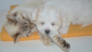 Not sure if a shelter pet is the right fit? Take them home for a night to find out