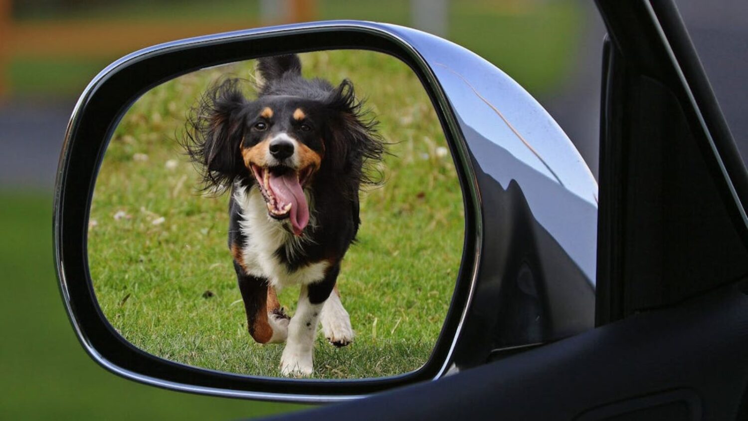 Dog abandonments rising in metro Phoenix before summer 2025...