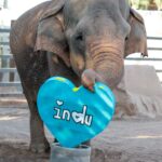 Indu lived at the Phoenix Zoo from 1998 until her death in 2025.