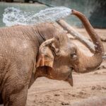 Indu lived at the Phoenix Zoo from 1998 until her death in 2025.