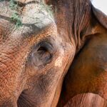Indu lived at the Phoenix Zoo from 1998 until her death in 2025.