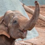 Indu lived at the Phoenix Zoo from 1998 until her death in 2025.
