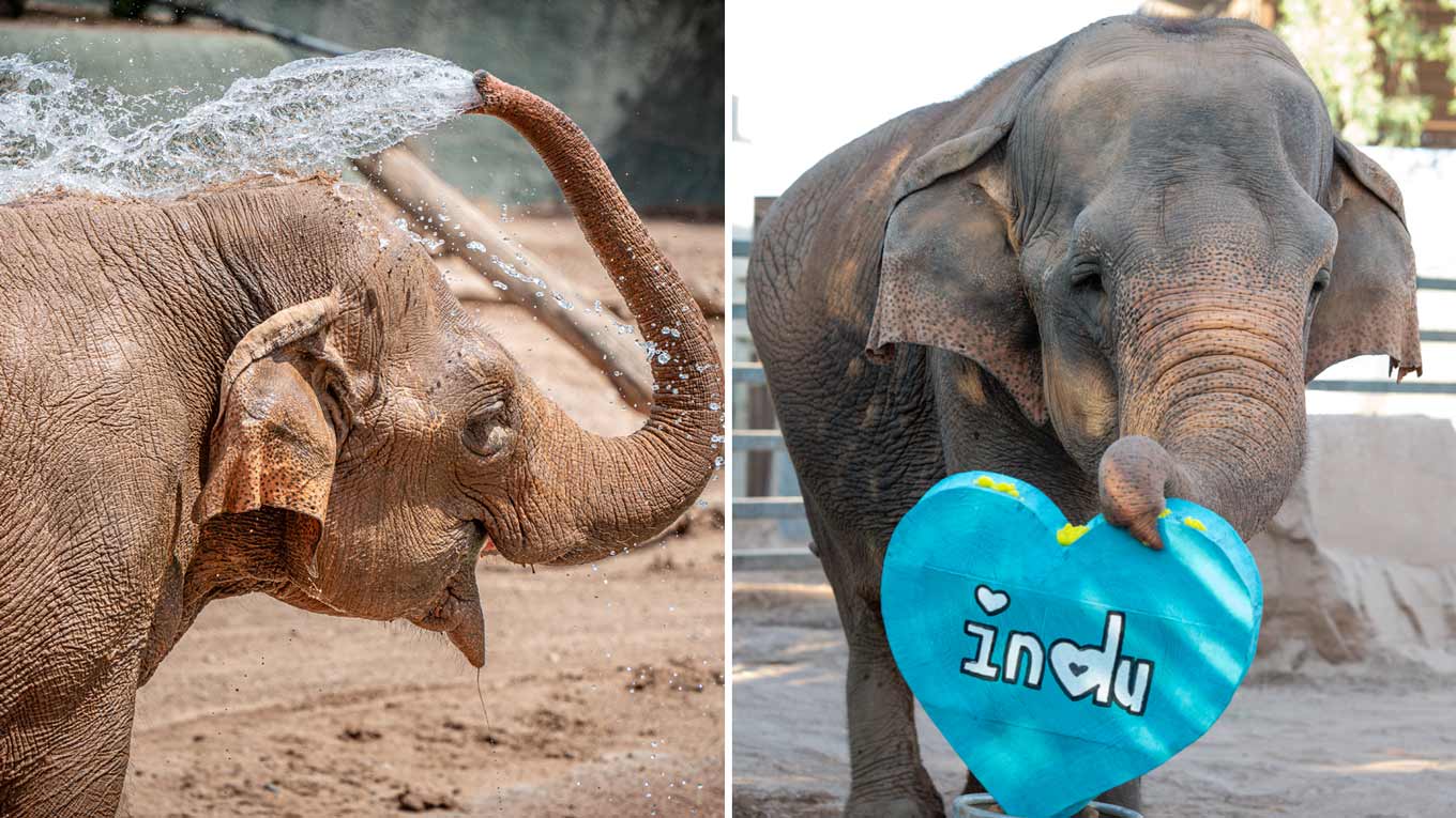 The Phoenix Zoo euthanized Indu, its last elephant....