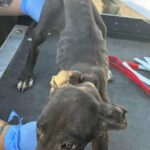 MCSO seized 19 animals from a New River home on May 26, 2025.