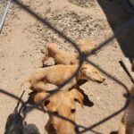 MCSO seized 19 animals from a New River home on May 26, 2025.