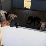 MCSO seized 19 animals from a New River home on May 26, 2025.