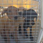 MCSO seized 19 animals from a New River home on May 26, 2025.