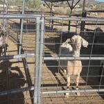 MCSO seized 19 animals from a New River home on May 26, 2025.