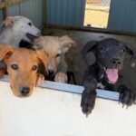 MCSO seized 19 animals from a New River home on May 26, 2025.