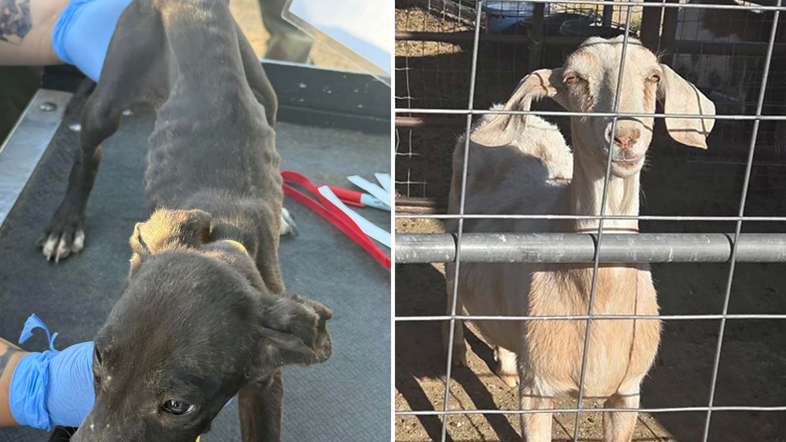 Deputies seized 19 animals from a New River home on May 26, 2025....