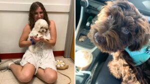 Arizona Humane Society offering microchip discounts to keep pets safe this month