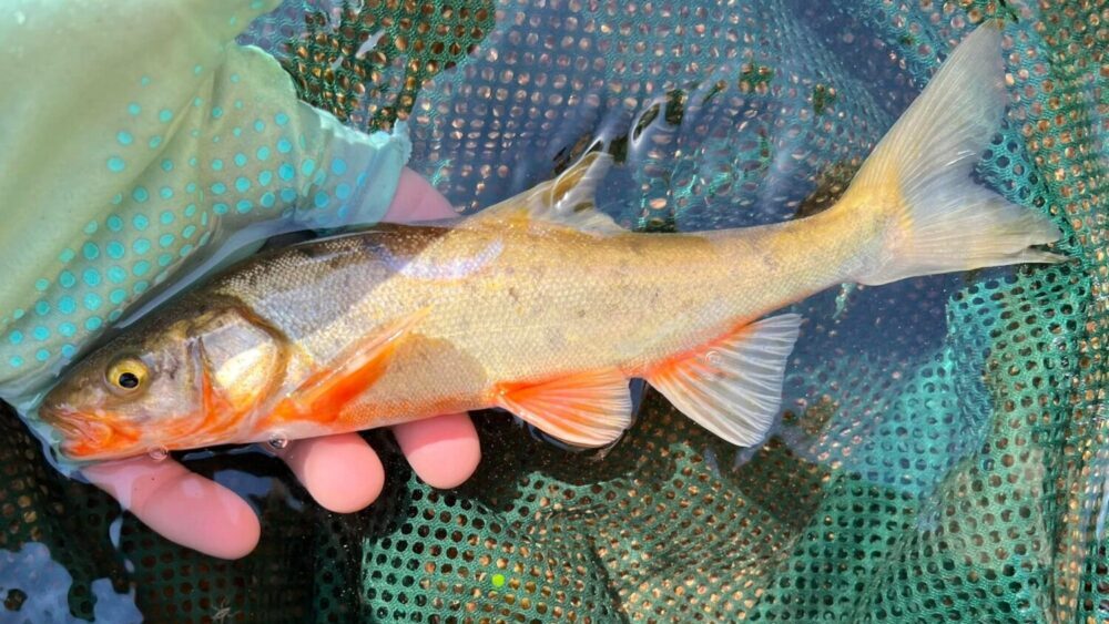 The U.S. Fish and Wildlife Service proposed stripping the Gila chub of its Endangered Species Act p...
