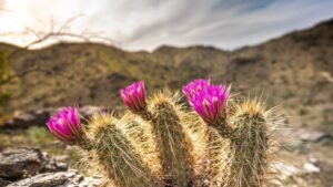 Phoenix breaks daily heat record that was originally set in 1979