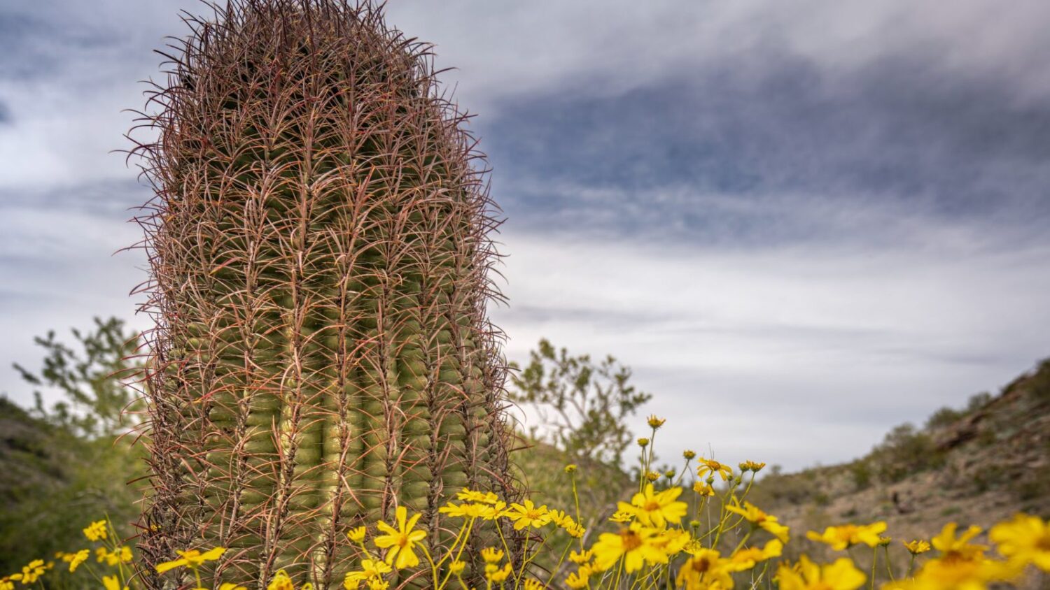 Phoenix monsoon season 2025 forecast: What to expect...
