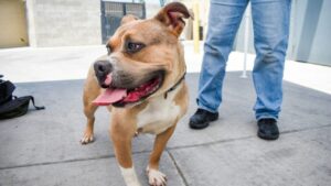Arizona Humane Society hosts 1-day free adoption special for all pets