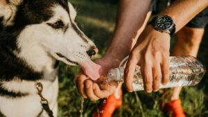Arizona Humane Society urges owner vigilance following increase in heat-related pet deaths