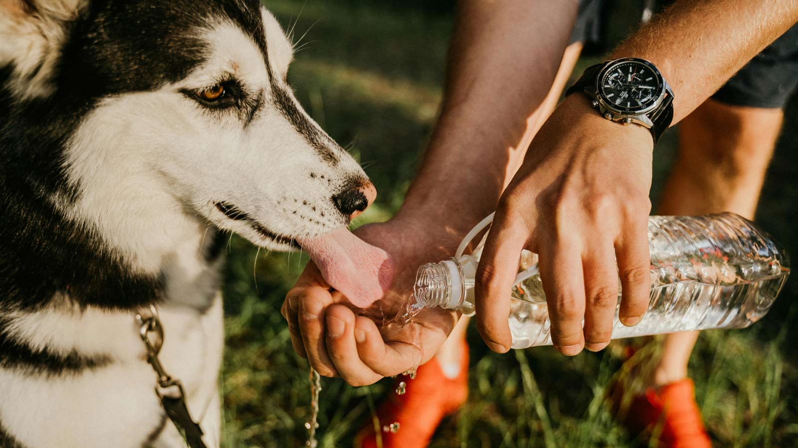 The Arizona Humane Society is urging owners to be more vigilant following an increase in heat-relat...