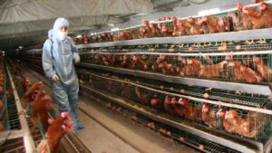 Hickman's Family Farms confirms layoffs after egg-laying flock wiped out by bird flu
