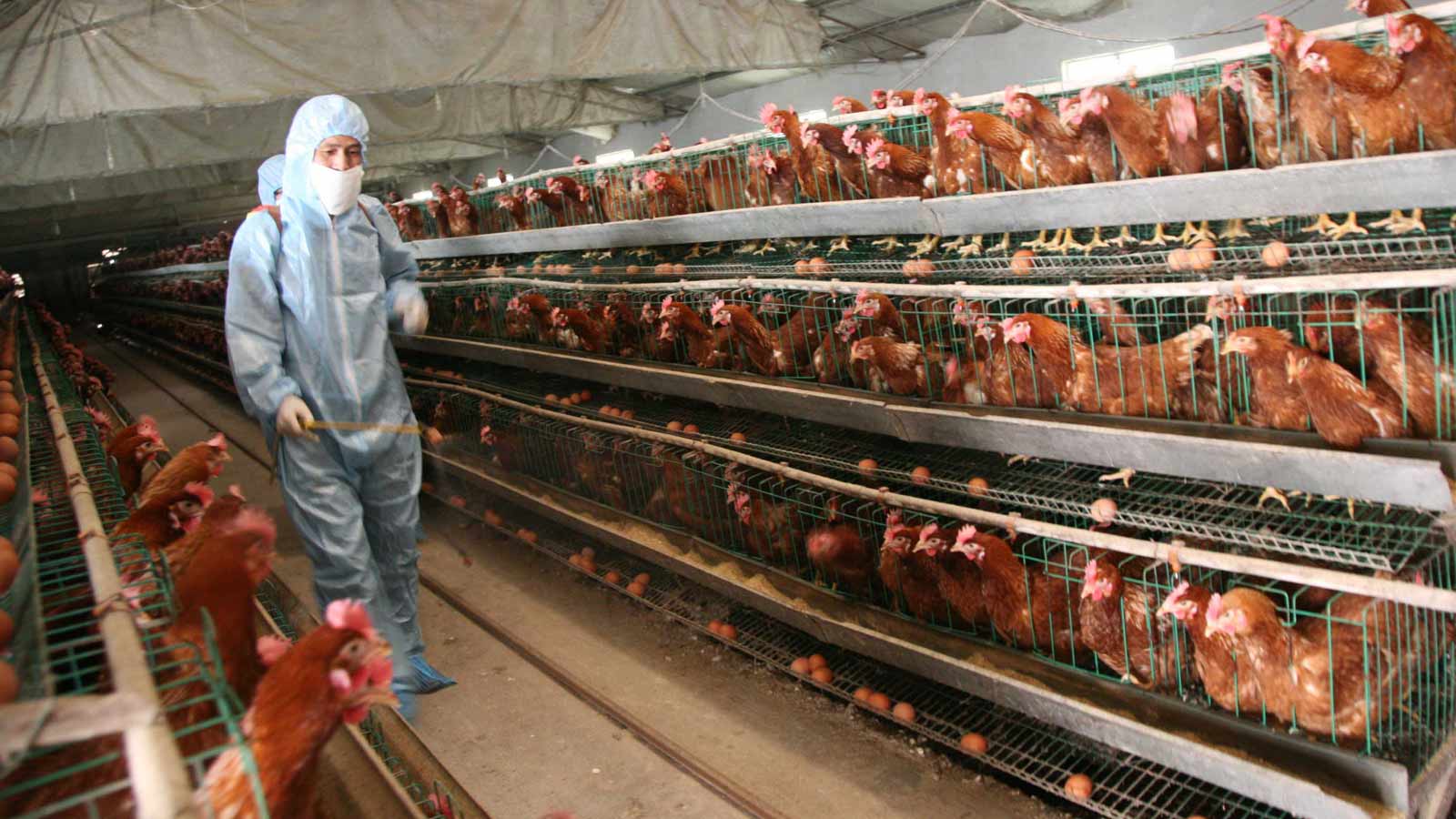 Hickman's Family Farms confirms layoffs due to bird flu...