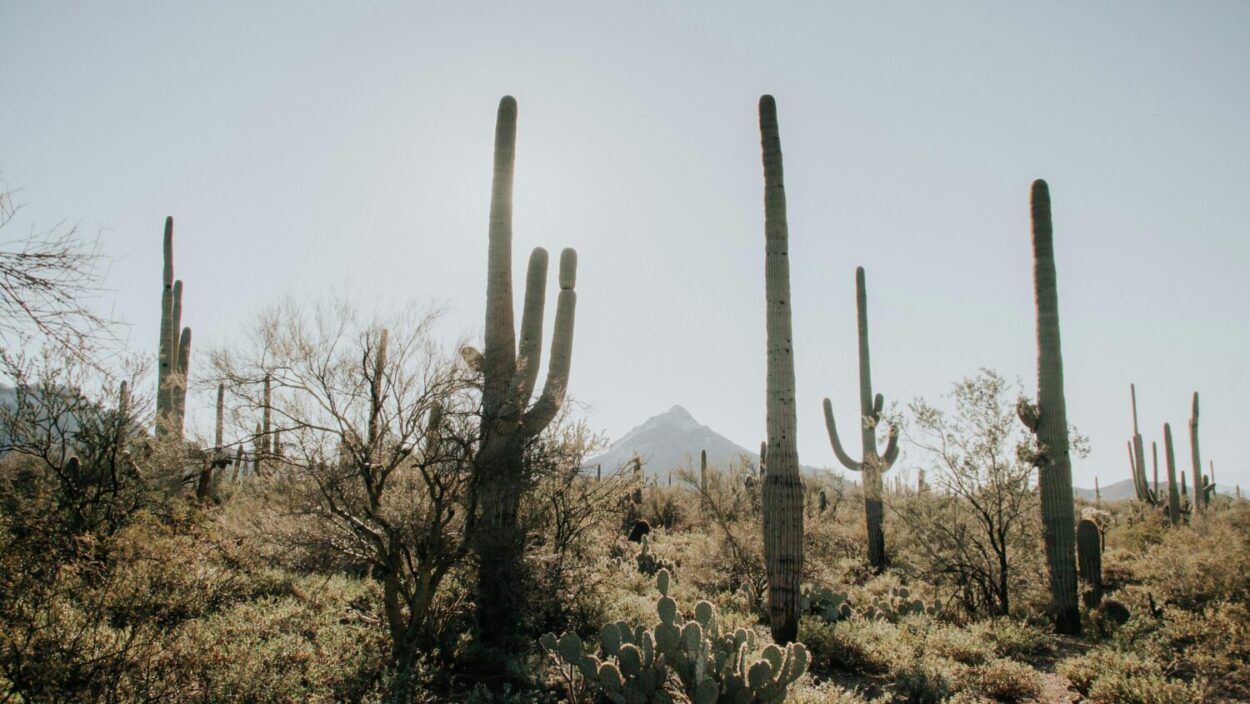Thursday was the hottest day of the year so far in Phoenix but did not end up breaking any daily he...