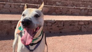 Arizona Humane Society to host additional free adoption event for all pets