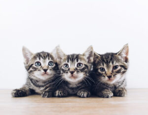Valley shelter waiving kitten adoption fees this month