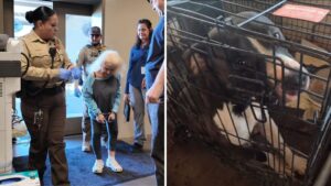 MCSO arrests woman accused of abusing multiple animals in Litchfield Park